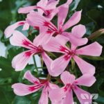 Ivy Geranium Trailing 'Grandeur® Butterfly Pink' Plug Plants Pack x6