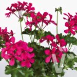Geranium Trailing 'Grandeur® Butterfly Purple' Plug Plants Pack x6