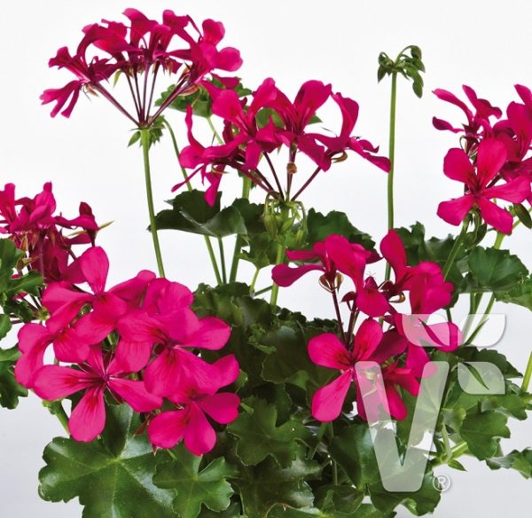 Geranium Trailing 'Grandeur® Butterfly Purple' Plug Plants Pack x6