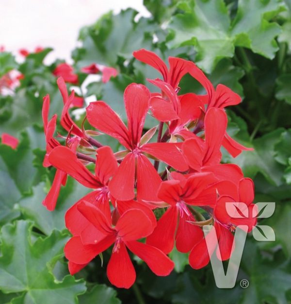 Ivy Leaf Geranium Trailing 'Grandeur® Butterfly Bi-Colour Red' Plug Plants Pack x6