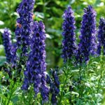 Aconitum 'Napellus' (Monkshood) XXL Supersize Perennial Plug Plants Pack x3