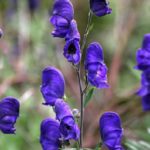 Aconitum 'Napellus' (Monkshood) XXL Supersize Perennial Plug Plants Pack x3