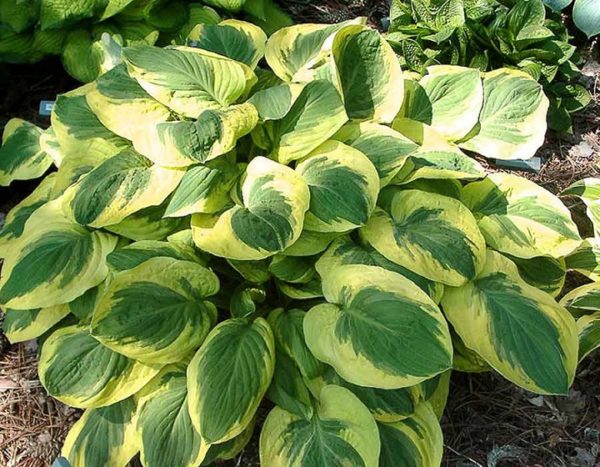 Hosta 'Carnival' Perennial Garden Plug Plants 'Large Plugs' Pack x6