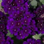 Verbena Trailing Showboat 'Midnight' Basket / Garden Trailing Plug Plants Pack x6