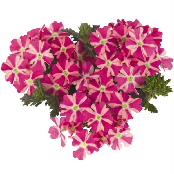 Verbena Trailing Voodoo 'Pink Star' Basket / Garden Trailing Plug Plants Pack x6
