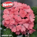 Verbena Trailing Showboat 'Salmon' Basket / Garden Trailing Plug Plants Pack x6