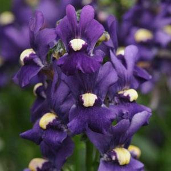 Nemesia Aromatica™ Royal Blue Summer Garden / Basket Plug Plants Pack x6