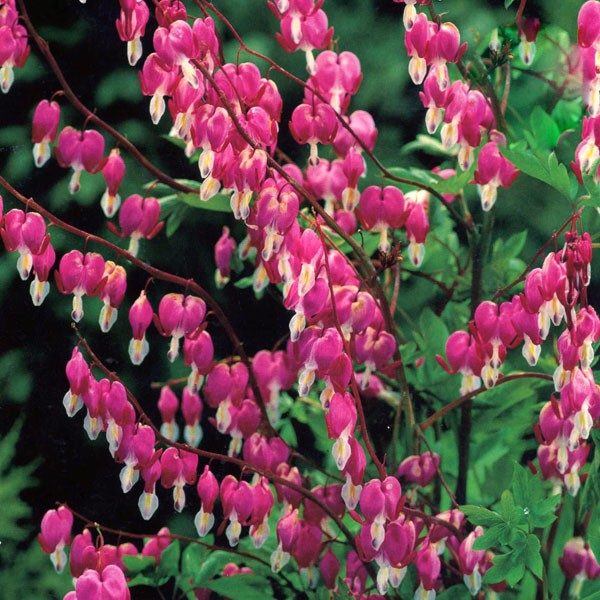 Dicentra Spectabilis (Bleeding heart) Perennial XXL Supersize Plug Plants Pack x3