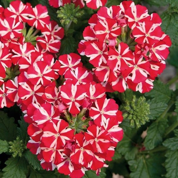 Verbena Trailing Samira® 'Deep Red Star' Summer Plug Plants Pack x6