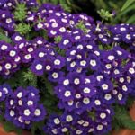 Verbena Trailing Samira® 'Blue with Eye' Summer Colour Plug Plants Pack x6