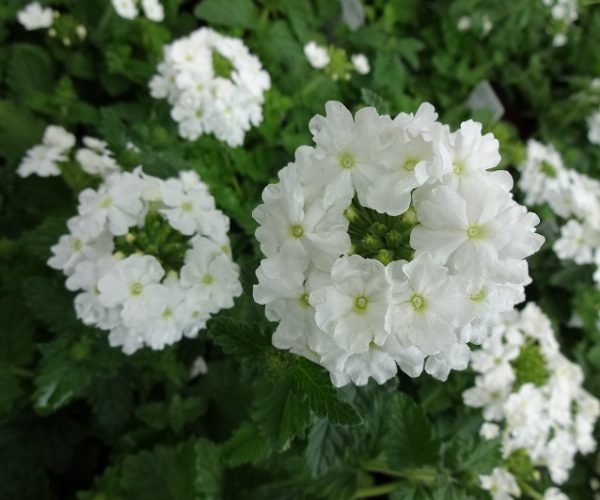 Verbena Trailing Samira® 'White' (LARGE) Summer Colour Plug Plants Pack x6