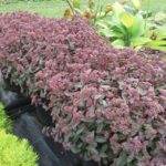 Sedum x Hybridum Merida® Perennial Alpine Plug Plants Pack x6