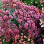 Sedum x Hybridum Merida® Perennial Alpine Plug Plants Pack x6