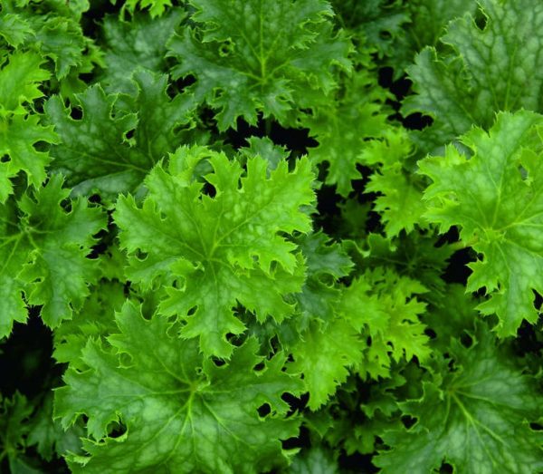 Heuchera x Hybrida 'Apple Crisp' Perennial Large Plug Plants Pack x6