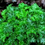 Heuchera x Hybrida 'Apple Crisp' Perennial Large Plug Plants Pack x6
