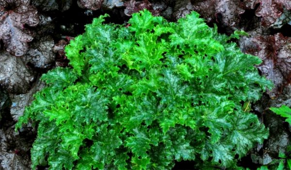 Heuchera x Hybrida 'Apple Crisp' Perennial Large Plug Plants Pack x6