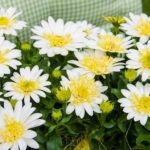 Osteospermum Erato® 'Double Lemon' Summer Plug Plants Pack x6