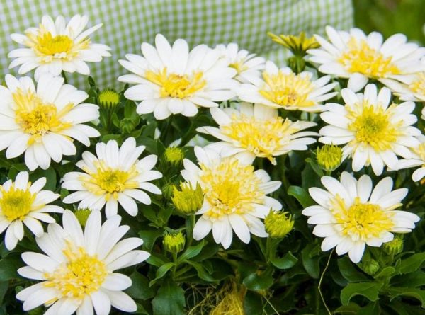 Osteospermum Erato® 'Double Lemon' Summer Plug Plants Pack x6