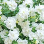 Petunia Trailing Double Tumbelina 'Diana' Basket / Garden Plug Plants Pack x6