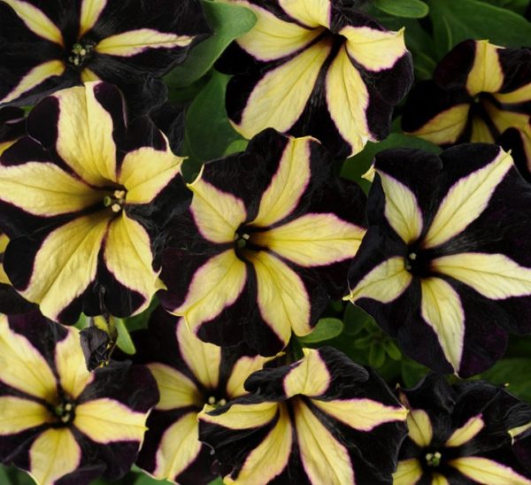 Petunia Semi Trailing / Upright 'Phantom' Plug Plants Pack x6