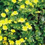 Bacopa Trailing 'Yellow Macedonia' Garden Basket Plug Plants Pack x6