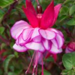Fuchsia Upright Bush 'Icy Pink' Summer Garden Plug Plants Pack x6