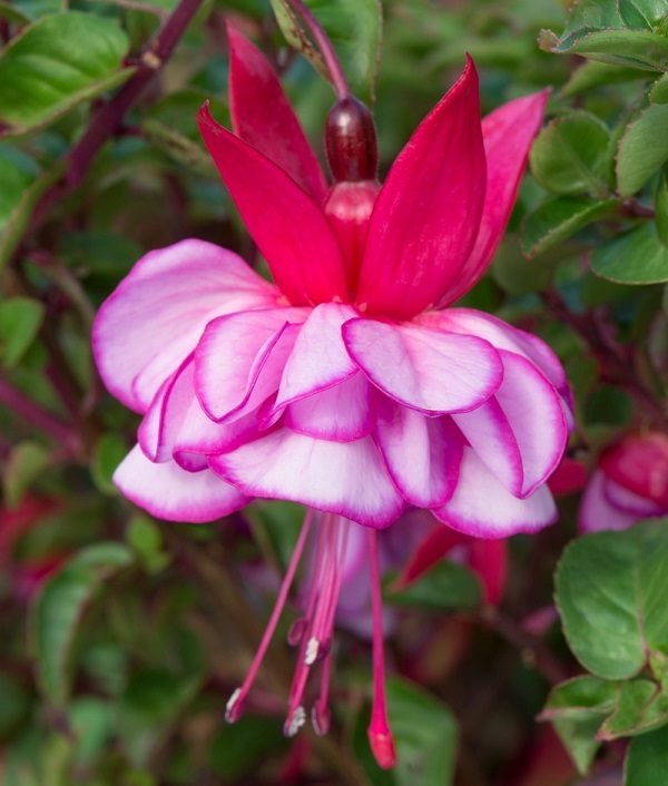 Fuchsia Upright Bush 'Icy Pink' Summer Garden Plug Plants Pack x6