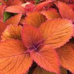 Coleus Special 'CAMPFIRE' Plug Plants Pack x6