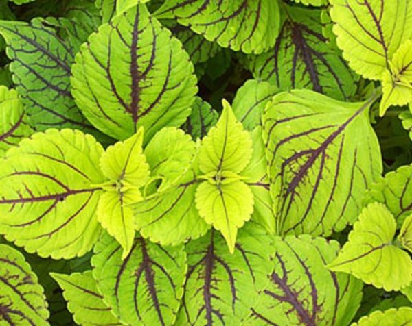 Coleus Special 'GAYS DELIGHT' Plug Plants Pack x6