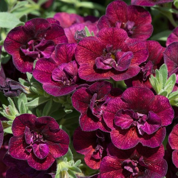 Calibrachoa Trailing Mini Petunia 'Double Wine Red' Plug Plants Pack x6