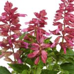 Salvia x Splendens Gigantimo Red Garden Plug Plants Pack x6