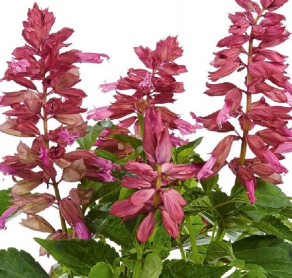 Salvia x Splendens Gigantimo Red Garden Plug Plants Pack x6