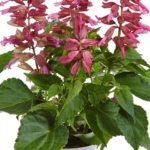 Salvia x Splendens Gigantimo Red Garden Plug Plants Pack x6