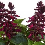 Salvia x Splendens Gigantimo Purple Garden Plug Plants Pack x6