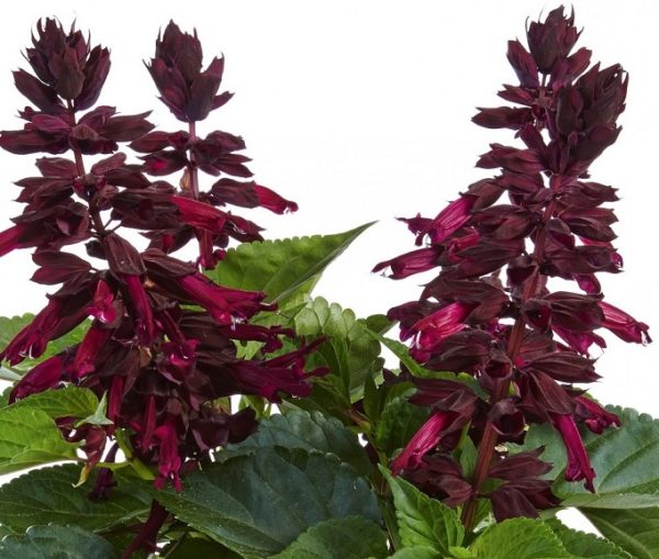 Salvia x Splendens Gigantimo Purple Garden Plug Plants Pack x6