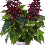 Salvia x Splendens Gigantimo Purple Garden Plug Plants Pack x6