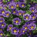 Calibrachoa Trailing Million Bells 'Special Blue Starlight' Plug Plants Pack x6