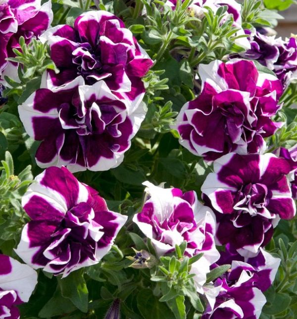 Petunia Trailing Double Tumbelina 'Damson Ripple' Basket Plug Plants Pack x6