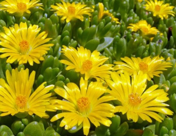 Delosperma Nubigenum 'Deep Yellow' Perennial Plug Plants Pack x6