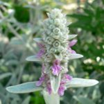 Stachys Byzantina 'Lambs Ear' Perennial Plug Plants Pack x6