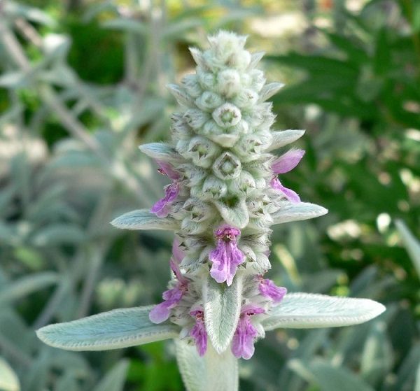 Stachys Byzantina 'Lambs Ear' Perennial Plug Plants Pack x6