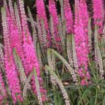Veronica Spicata Pink 'Rosea' Perennial Garden / Rockery Plug Plants Pack x6