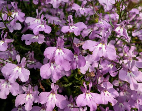 Lobelia Trailing Watefall Lavender Hanging Basket Plug Plants Pack x6
