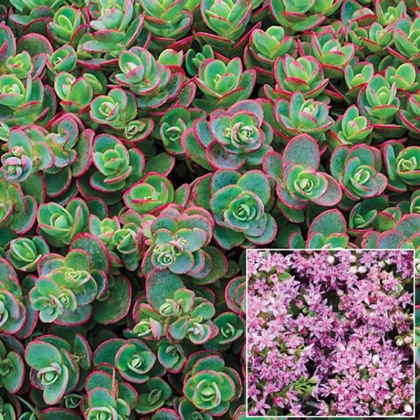 Sedum Sunsparkler 'Lime Zinger' Perennial Alpine Plug Plants Pack x6