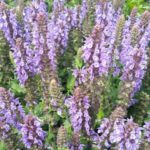 Salvia Nemorosa Lyrical™ Silvertones (Large) Perennial Plug Plants Pack x6