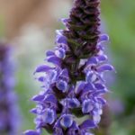 Salvia Nemorosa Lyrical™ Silvertones (Large) Perennial Plug Plants Pack x6