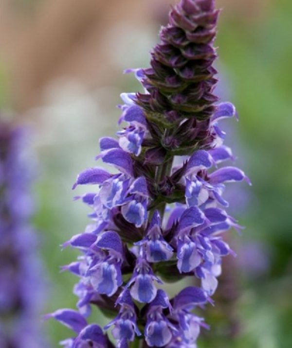 Salvia Nemorosa Lyrical™ Silvertones (Large) Perennial Plug Plants Pack x6