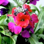 Erysimum 'Red Jep' Perennial Wallflower Plug Plants Pack x6