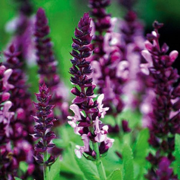 Salvia Nemerosa Pink 'Sensation Rose' Perennial XXL Supersize Plug Plants Pack x3