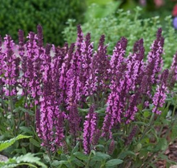 Salvia Nemerosa Pink 'Sensation Rose' Perennial XXL Supersize Plug Plants Pack x3
